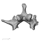 DV15-59 Homo sapiens lumbar vertebra second inferior