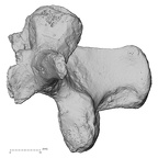 DV15-59 Homo sapiens lumbar vertebra second lateral
