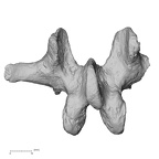 DV15-59 Homo sapiens lumbar vertebra second posterior