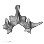 DV15-59 Homo sapiens lumbar vertebra second superior