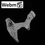 DV15-59 Homo sapiens lumbar vertebra second ct stack movie