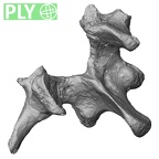 DV15-59 Homo sapiens lumbar vertebra second ply
