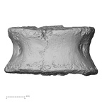 DV15-60 Homo sapiens lumbar vertebra second anterior