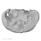 DV15-60 Homo sapiens lumbar vertebra second inferior