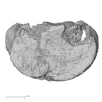 DV15-60 Homo sapiens lumbar vertebra second superior