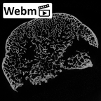 DV15-60 Homo sapiens lumbar vertebra second ct stack movie