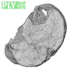 DV15-60 Homo sapiens lumbar vertebra second ply