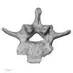 DV15-61 Homo sapiens lumbar vertebra third inferior