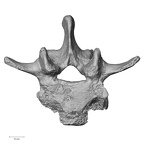 DV15-61 Homo sapiens lumbar vertebra third superior