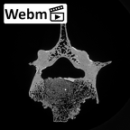 DV15-61 Homo sapiens lumbar vertebra third ct stack movie