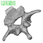 DV15-61 Homo sapiens lumbar vertebra third ply