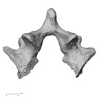 DV15-63 Homo sapiens lumbar vertebra fifth inferior