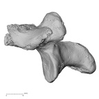 DV15-63 Homo sapiens lumbar vertebra fifth lateral
