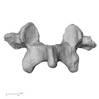 DV15-63 Homo sapiens lumbar vertebra fifth posterior
