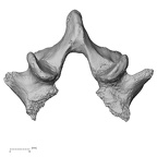 DV15-63 Homo sapiens lumbar vertebra fifth superior