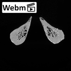 DV15-63 Homo sapiens lumbar vertebra fifth ct stack movie