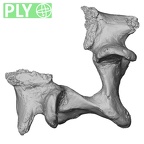 DV15-63 Homo sapiens lumbar vertebra fifth ply