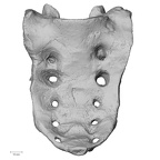 DV15-64 Homo sapiens sacrum anterior