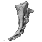 DV15-64 Homo sapiens sacrum lateral