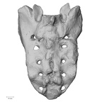 DV15-64 Homo sapiens sacrum posterior