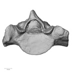 DV15-64 Homo sapiens sacrum superior