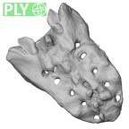 DV15-64 Homo sapiens sacrum ply