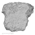 DV15-65 Homo sapiens sternum posterior