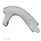 DV15-66 Homo sapiens rib first right inferior