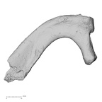 DV15-66 Homo sapiens rib first right superior