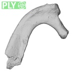 DV15-66 Homo sapiens rib first right ply