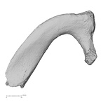 DV15-67 Homo sapiens rib first left inferior