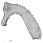 DV15-67 Homo sapiens rib first left superior