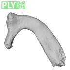 DV15-67 Homo sapiens rib first left ply