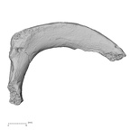 DV15-68 Homo sapiens rib second right inferior