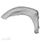 DV15-68 Homo sapiens rib second right superior