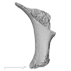 DV15-69 Homo sapiens rib second left inferior