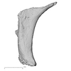 DV15-69 Homo sapiens rib second left superior