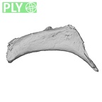 DV15-69 Homo sapiens rib second left ply