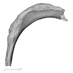 DV15-70 Homo sapiens rib third right inferior