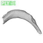 DV15-70 Homo sapiens rib third right ply