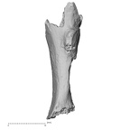 DV15-71 Homo sapiens rib third left inferior