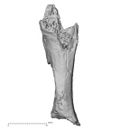 DV15-71 Homo sapiens rib third left superior