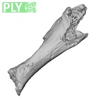 DV15-71 Homo sapiens rib third left ply