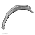 DV15-72 Homo sapiens rib fourth right inferior