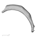 DV15-72 Homo sapiens rib fourth right superior