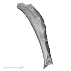 DV15-73 Homo sapiens rib fourth left inferior