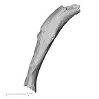 DV15-73 Homo sapiens rib fourth left superior