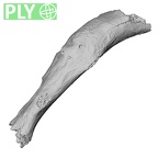 DV15-73 Homo sapiens rib fourth left ply