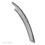 DV15-74 Homo sapiens rib fourth left superior