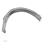 DV15-75 Homo sapiens rib fifth right inferior